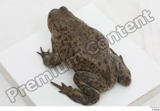 Toad  2 Bufo bufo whole body 0012.jpg